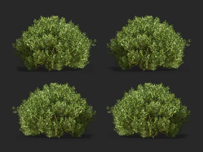 Lush Green Garden Bushes With Rounded Shapes And Dense Foliage 3d model