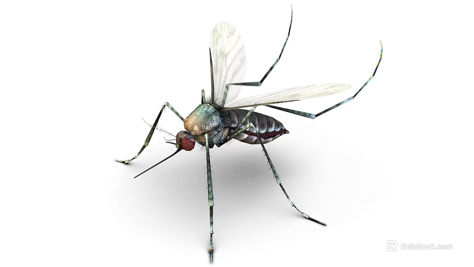 Mosquito With Transparent Wings Long Legs Red Eyes And Metallic Body 3d model