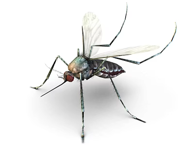 Mosquito With Transparent Wings Long Legs Red Eyes And Metallic Body 3d model