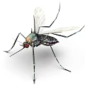 Mosquito With Transparent Wings Long Legs Red Eyes And Metallic Body 3d model