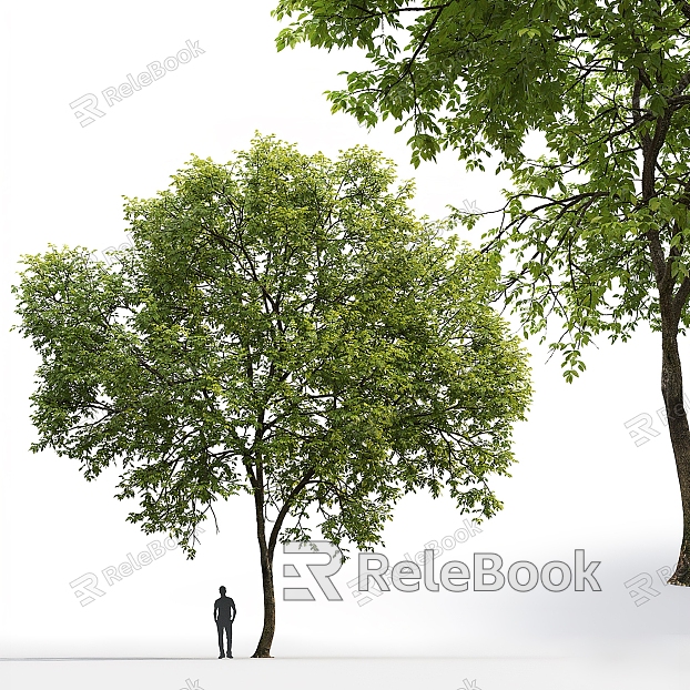 Ash tree Big tree Landscape tree model