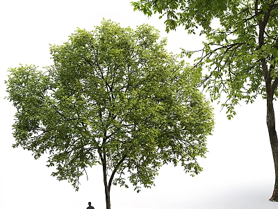 Tall Arbor Tree With Lush Green Foliage Full Canopy And Straight Trunk 3d model