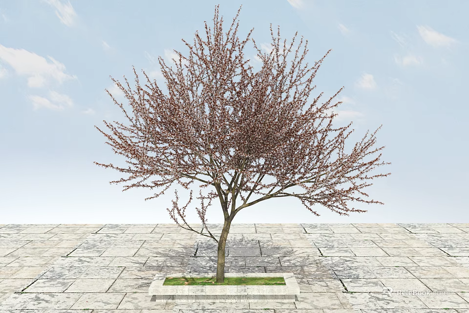 Deciduous Tree on Stone Pavement With Square Grass Base Under Blue Sky And White Clouds 3d model