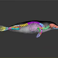 3D Rendered Whale Anatomical Model Displaying Colorful Skeleton And Internal Organs