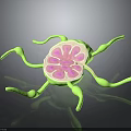 3D Rendered Biological Microorganism Model With Pink Core And Green Appendages On Black Surface