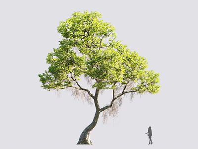 Lush Green Tree With Curved Trunk And Small Figure Standing Nearby 3d model