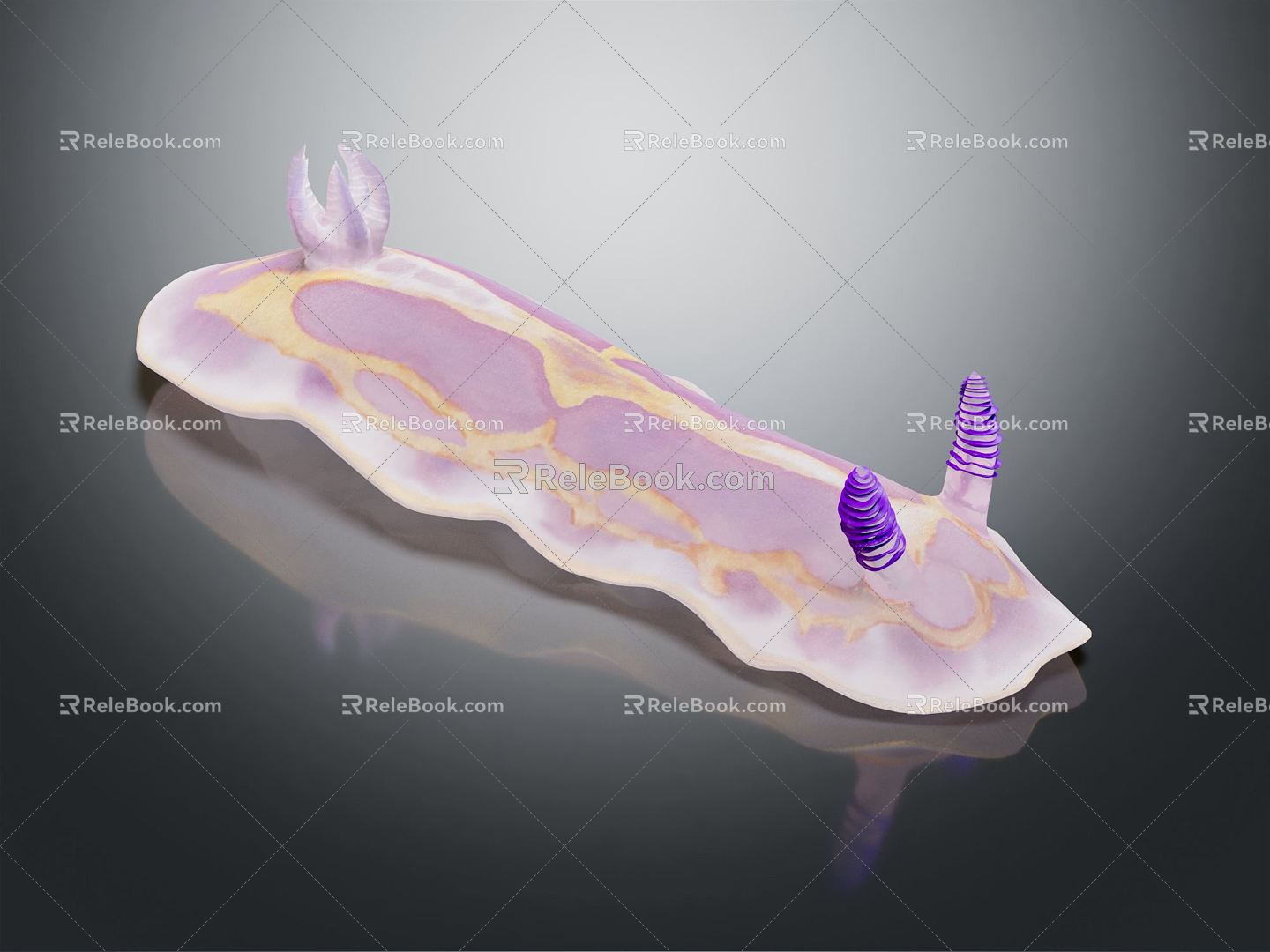 Modern sea slug mollusks 3d model