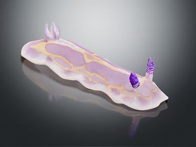 Modern sea slug mollusks 3d model