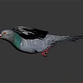 Flying Pigeon With Spread Wings And Green Feathered Neck On Gray Background With Reflection