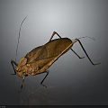 Brown Insect With Long Antennae Extended Legs And Detailed Wings On Dark Background With Reflection