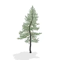 Single Arbor Tree With Green Pine Foliage And Dark Straight Trunk 3d model