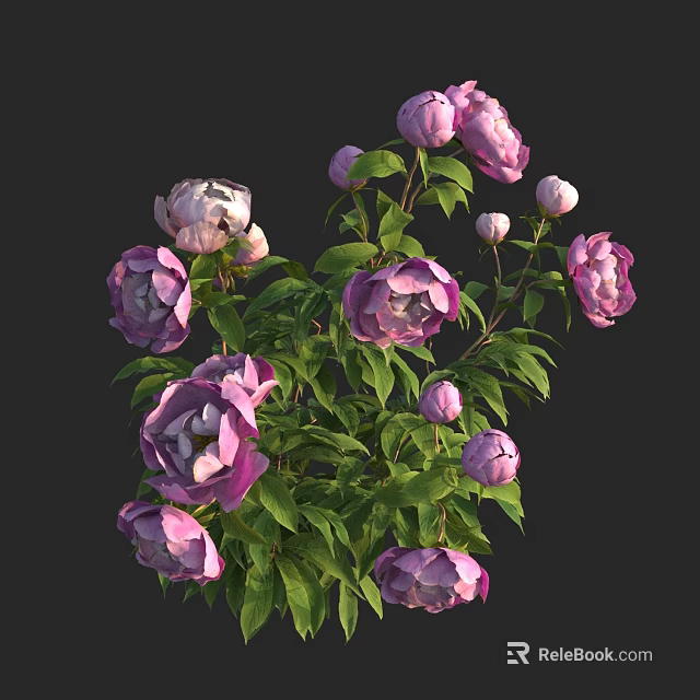 Beautiful Purple Peonies with Lush Green Leaves Blooming Flowers and Buds 3d model 
