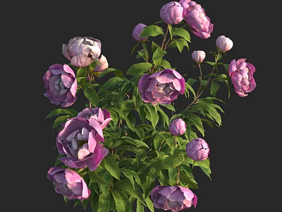 Beautiful Purple Peonies with Lush Green Leaves Blooming Flowers and Buds 3d model
