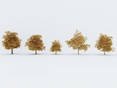 Five Golden Leaf Trees Standing Together in White Background Scene 3d model