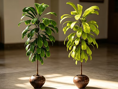 Potted Bonsai Plants with Lush Green Leaves in Brown Ceramic Pots Indoor Sunlit Decor 3d model