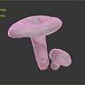 Green Mushroom Organ Structures With Hairy Edges And Labeled Stems Size 250 150