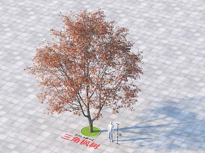 Trident Maple Tree With Red Brown Leaves And Person Standing On Gray Brick Pavement 3d model