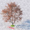 Trident Maple Tree With Red Brown Leaves And Person Standing On Gray Brick Pavement