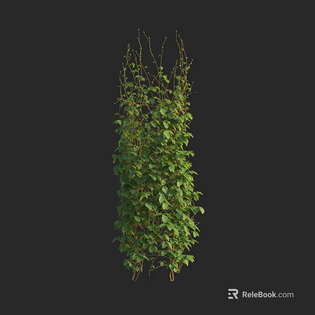 Tall Green Vine Plant With Dense Fresh Leaves And Natural Growth Pattern 3d model 