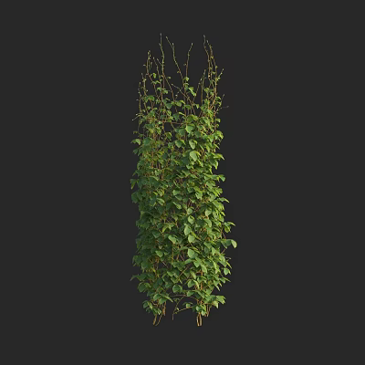Tall Green Vine Plant With Dense Fresh Leaves And Natural Growth Pattern 3d model