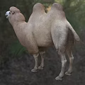 Two Humped Camel Standing Gracefully In Natural Outdoor Grassland Environment