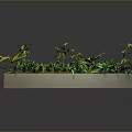 Various Green Plants in Rectangular Planter with Different Leaf Shapes on Dark Background