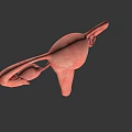 Detailed 3D Model Of Female Reproductive System With Uterus Ovaries And Fallopian Tubes