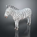 3D Model Standing Zebra With Black And White Stripes On Gray Background Reflective Surface 3d model