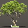 Tall Green Tree With Dense Foliage Brown Trunk And People At Base