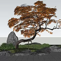 Red Leaf Maple Arbor With Curved Trunk Stones And Green Plants In Landscape
