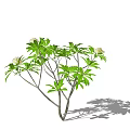 Fresh Green Leaf Arbor With Blooming White Flowers And Branch Shadows
