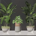 Indoor Potted Plants with Large Green Leaves in Various Ceramic Pots on Dark Striped Background