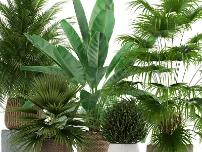 Different Green Potted Plants with Large Leaf Palm Small Shrubs in Woven White Gray Pots 3d model