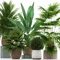 Different Green Potted Plants with Large Leaf Palm Small Shrubs in Woven White Gray Pots