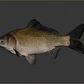 Freshwater Fish With Orange Brown Body And Black Fins Against Gray Background
