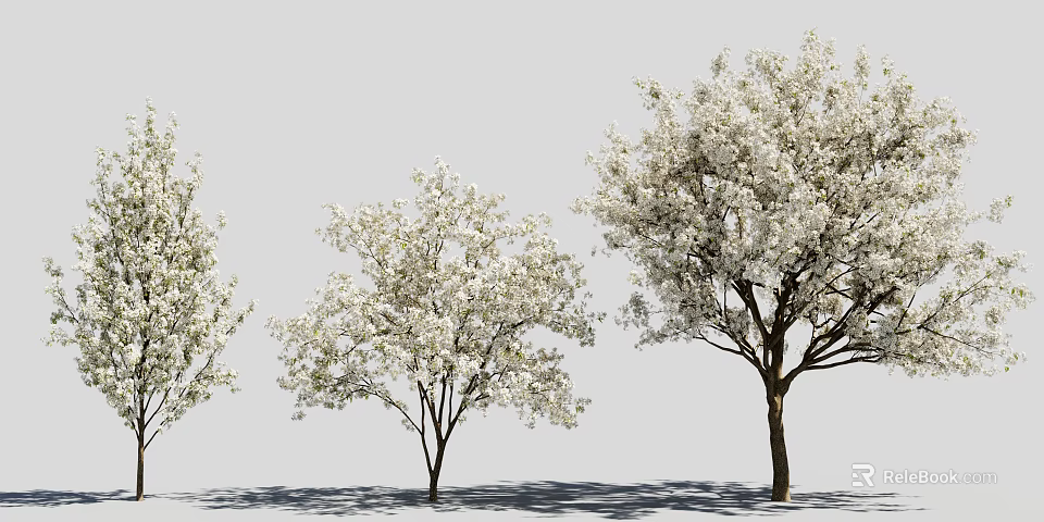 Beautiful Flowering Trees With White Blossoms And Shadows On Gray Background 3d model 