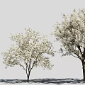 Beautiful Flowering Trees With White Blossoms And Shadows On Gray Background