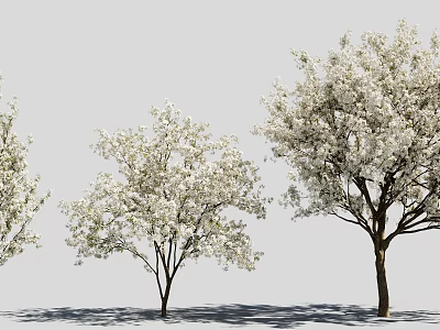 Beautiful Flowering Trees With White Blossoms And Shadows On Gray Background 3d model