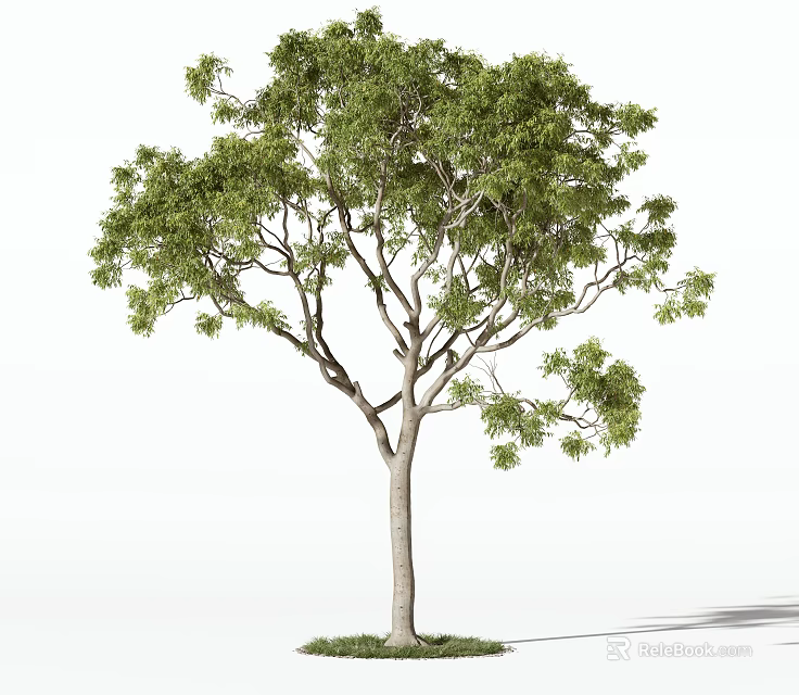 Beautiful Arbor With Lush Green Foliage Sturdy Straight Trunk And Natural Form 3d model 