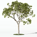 Beautiful Arbor With Lush Green Foliage Sturdy Straight Trunk And Natural Form