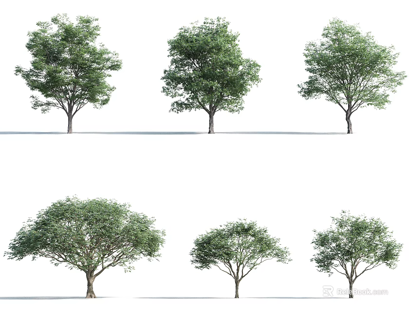 Arbor Trees With Various Canopy Shapes And Sizes For Landscape 3d model