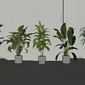 Stylish Indoor Potted Plants With White Pots Various Leafy Green Species In Bright Natural Light