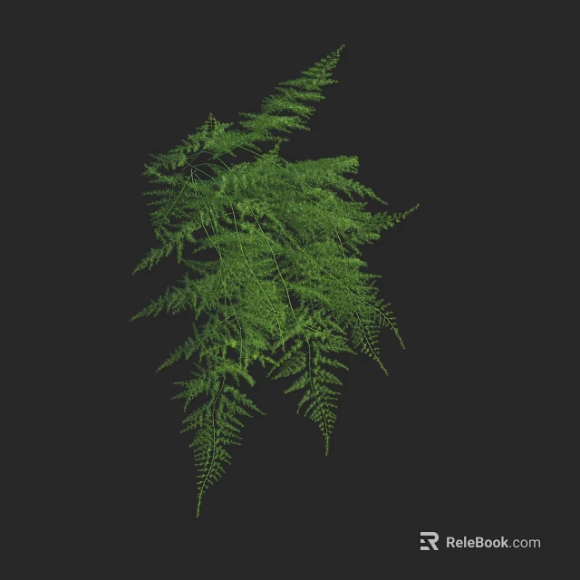 Natural Green Fern Plant with Lush Delicate Leaves on Black Background 3d model 