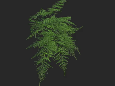 Natural Green Fern Plant with Lush Delicate Leaves on Black Background 3d model