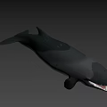 Realistic 3D Whale Model With Open Mouth Sharp Teeth And Dark Background 3d model