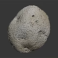 White Porous Sponge Animal with Oval Shape and Textured Surface on Dark Background