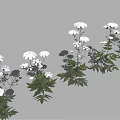 Green Leaf Plants With White Flowers And Lush Foliage Arranged In Multiple Groups