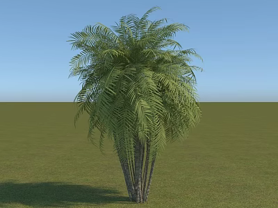 Palm Shrub With Green Foliage And Multiple Trunks In Grassland Under Blue Sky 3d model