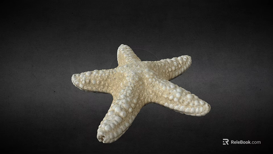 Natural Cream Colored Starfish With Textured Surface On Dark Background 3d model