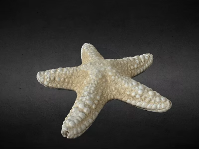 Natural Cream Colored Starfish With Textured Surface On Dark Background 3d model